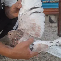 کفتر رنگ خوب و پرشی