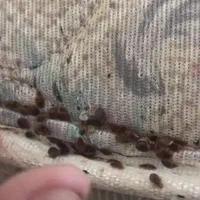 سمپاشی ساس سوسک موش موریانه کنه کک با ضمانت|خدمات نظافت|مشهد, امام رضا (ع)|دیوار