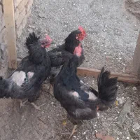 ۳عدد مرغ
