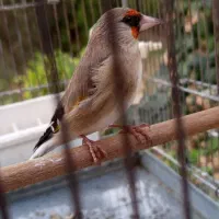 سهره کرمونی بخون معاوضه|پرنده|شهریار, اصیل آباد|دیوار