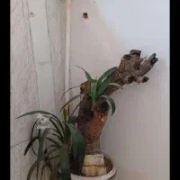 گل با گلدان سفالی