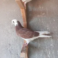 جوجه تهرانی