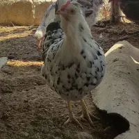 تخم مرغ گلین اصل