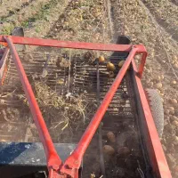 سیب زمینی اردبیل|خوردنی و آشامیدنی|نور, |دیوار