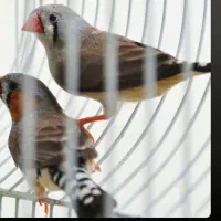 دوجفت فنچ نرو ماده باتخم ولوازم