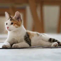 واگذاری گربه dsh