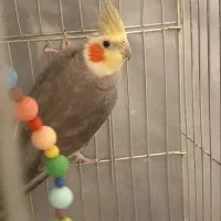 عروس هلندی|پرنده|شهریار, شهرک وائین|دیوار