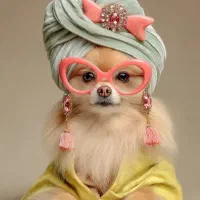 پانسیون سگ و گربه