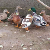 اردک نمایی|حیوانات مزرعه|رشت, حومه رشت|دیوار