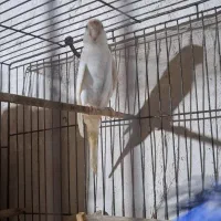 عروس هلندی ومرغ عشق