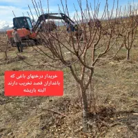 خریدار درخت وانگور باغی