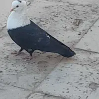 کربلایی سیاه