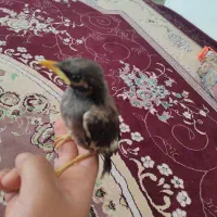 مرغ مینا