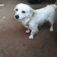 سگ اشپیتز|سگ|سوسنگرد, |دیوار