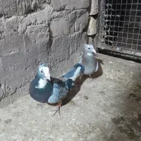 پلنگ|پرنده|کرمان, |دیوار