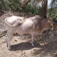 گاو|حیوانات مزرعه|کهنوج, |دیوار