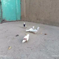 کبوتر طوقی|پرنده|سنقر, |دیوار