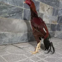 خروس لاری|حیوانات مزرعه|بهارستان, |دیوار