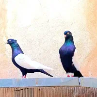 کبوتر سینه ای زرد سینه سیاه سینه سرخ دمبی|پرنده|قم, امامزاده ابراهیم|دیوار