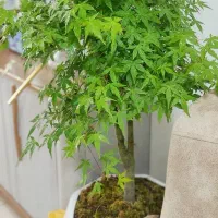 کمیاب ترین/بونسای افرا ژاپنی/بسیارشاداب درحال رشد