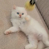 بریتیش‌ لانگ هیر گلد نر دوماهه|گربه|کتالم و سادات شهر, |دیوار