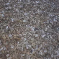 پوست بادام زمینی برای کمپوست و کاغذسازی|خدمات باغبانی و درختکاری|پارسآباد, |دیوار