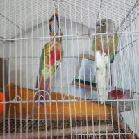 فروش یک جفت طوطی گریچینگ با یک دونه عروس هلندی نر|پرنده|زرند, |دیوار