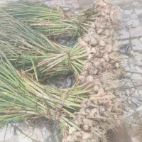 سیر|خوردنی و آشامیدنی|شیراز, منطقه ویژه اقتصادی|دیوار