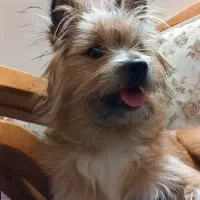 واگذاری تیریر استرالیایی