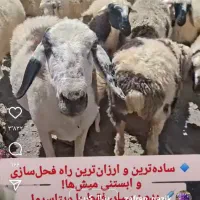 دو نیسان کود گوسفندی