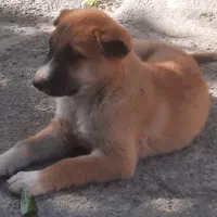 توله سرابی اصیل نرو ماده