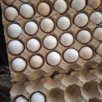 تخم مرغ محلی خوراکی