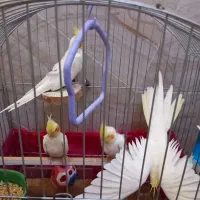 عروس هلندی لوتینو|پرنده|مهریز, |دیوار