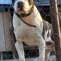 پیتبول(امریکن استافورد شایر)|سگ|لاهیجان, کوه بیجار|دیوار