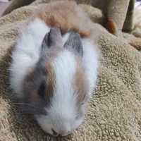 ۸عدد خرگوش کوچولو|موش و خرگوش|برازجان, |دیوار