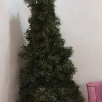 درخت کاج دومتری