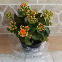 گل طبیعی|گل و گیاه طبیعی|زابل, |دیوار