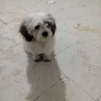 سگ تربیت شده نژاد تریر۱۰ میلیون