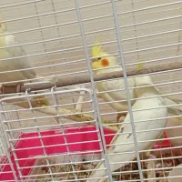 عروس هلندی بالغ وجوجه