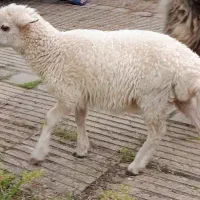 فروش بره و گوسفند