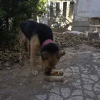 سگ ژرمن|سگ|اصفهان, گورتان|دیوار