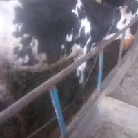 گوساله سیمینتال ماده چاق|حیوانات مزرعه|قزوین, |دیوار