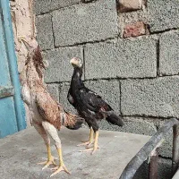 جوجه لاری|حیوانات مزرعه|رباط‌کریم, رباط‌کریم|دیوار