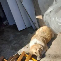 سگ گمشده|حیوانات|شیراز, کفترک|دیوار