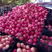 انار در کوهدشت منطقه طرهان کوشکی چعاپیت|عمدهفروشی|طرهان, |دیوار