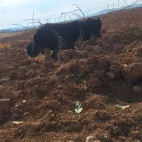 سگ قدرجونی|سگ|کبودرآهنگ, |دیوار