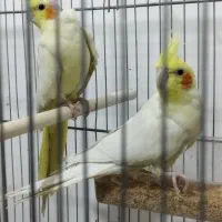 عروس هلندی مولد آلبینو ولوتینو|پرنده|شیراز, شریف‌آباد|دیوار