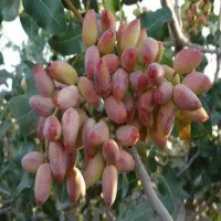 نیروی کار برای کشاورزی