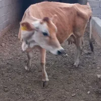 گاو جرسی اصل اصل