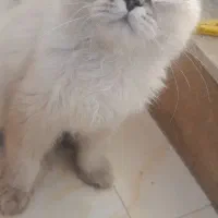 گربه پرشین هیمالین